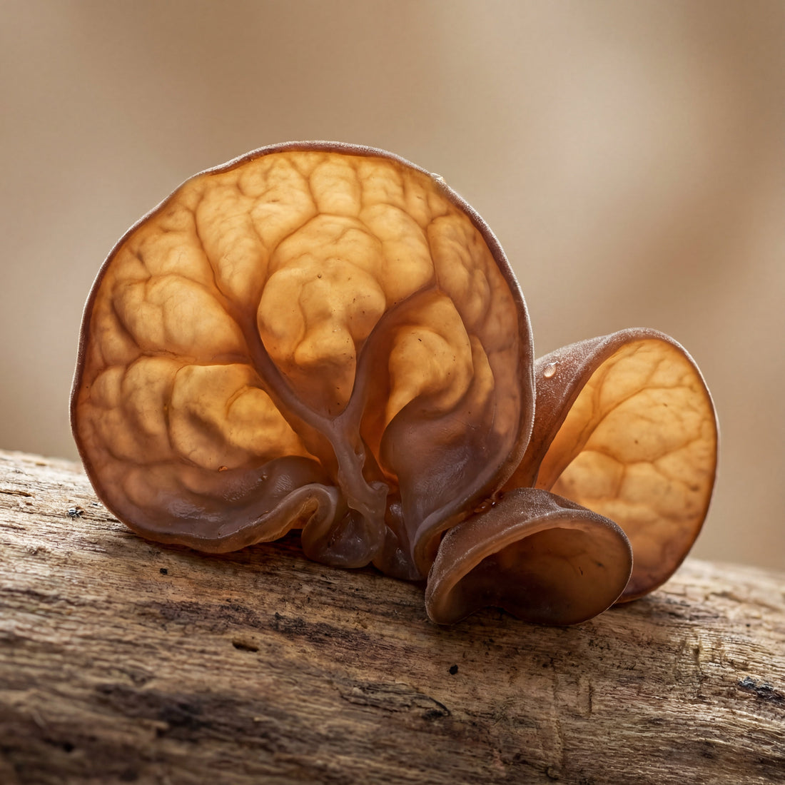 Wood Ear Mushroom in Mushroom Coffee: The Secret Ingredient Supporting Your Hormones Through Better Blood &amp; Circulation