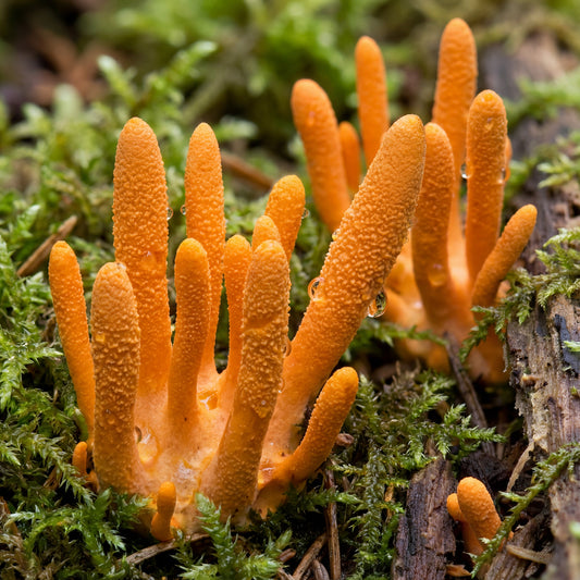 Cordyceps Mushroom for Women's Hormones: The Energy-Boosting Adaptogen That Transforms Fatigue, Libido, and Hormonal Balance